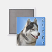 Husky Kühlschrankmagnet Alaskan Sled Dog Magnet /  (Vorderseite/Rückseite)