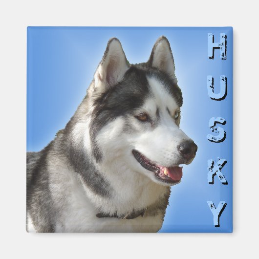 Husky Kühlschrankmagnet Alaskan Sled Dog Magnet /  (Vorne)
