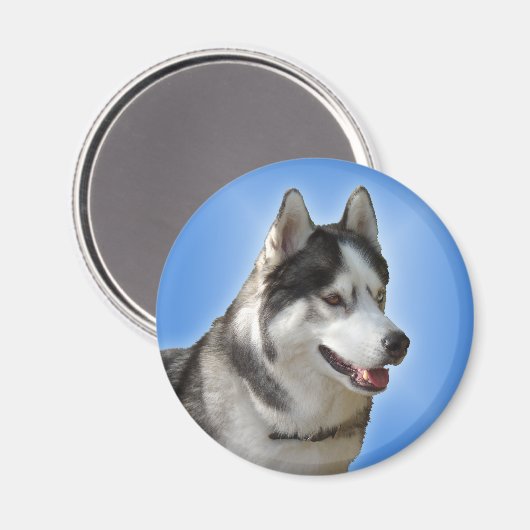 Husky Kühlschrankmagnet Alaskan Sled Dog Magnet /  (Vorderseite/Rückseite)