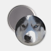 Husky Kühlschrankmagnet Alaskan Sled Dog Magnet /  (Vorderseite/Rückseite)