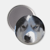 Husky Kühlschrankmagnet Alaskan Sled Dog Magnet / (Vorderseite/Rückseite)