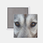 Husky Kühlschrankmagnet Sled Dog Wolf Magnet / Ges (Vorderseite/Rückseite)