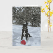 Husky-Labrador-Hund sitzend schneebedeckter, roter Karte (Gelbe Blume)