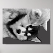 Husky Love Poster (Vorne)
