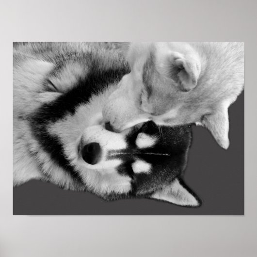 Husky Love Poster (Vorne)