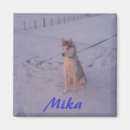 Husky.Mika.magnet Magnet (Vorne)