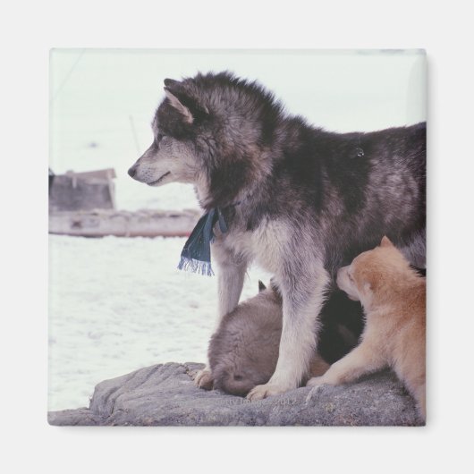 Husky mit Streu von Jungtieren Magnet (Vorne)