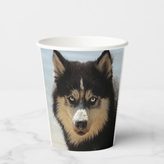 Husky Pappbecher (Rückseite)