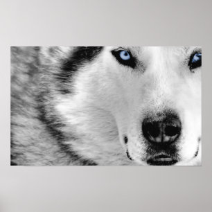 Husky-Plakat Poster