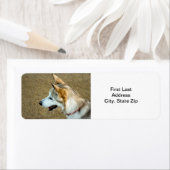 Husky Portrait (Insitu)