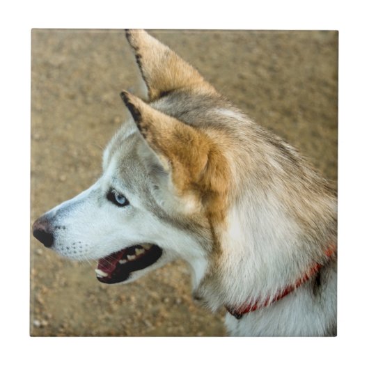 Husky Portrait Fliese (Vorderseite)