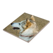 Husky Portrait Fliese (Seite)