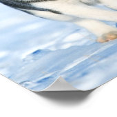 Husky Poster (Ecke)