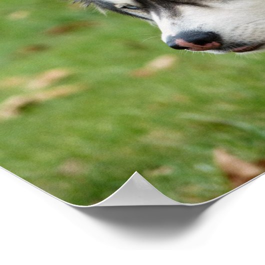 Husky Poster (Ecke)