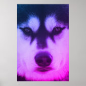 Husky Poster (Vorne)