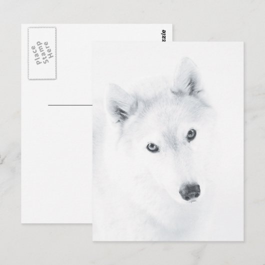 Husky Postkarte (Vorne/Hinten)