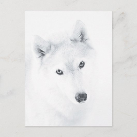 Husky Postkarte (Vorderseite)