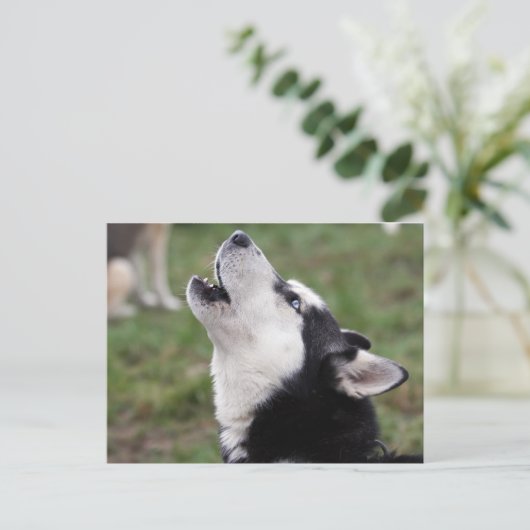 Husky Postkarte (Stehend Vorderseite)
