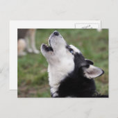 Husky Postkarte (Vorne/Hinten)
