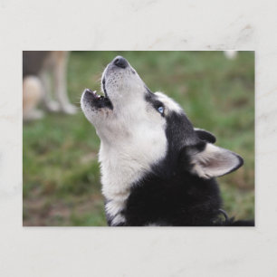 Husky Postkarte