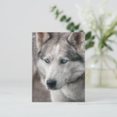 Husky Postkarte (Stehend Vorderseite)