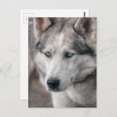 Husky Postkarte (Vorne/Hinten)