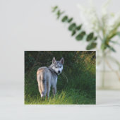 Husky Postkarte (Stehend Vorderseite)