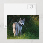 Husky Postkarte (Vorne/Hinten)