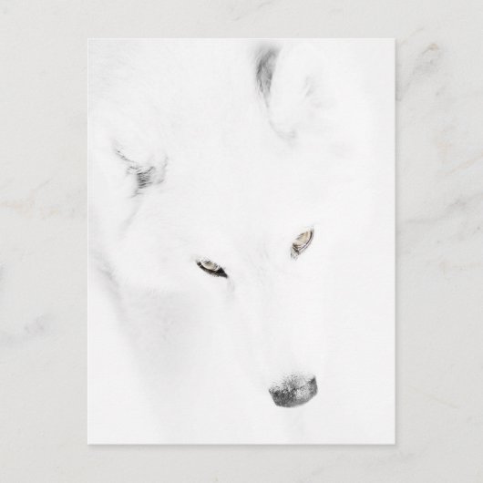 Husky Postkarte (Vorderseite)