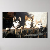 Husky Print. Peeking !! Poster (Vorne)