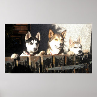 Husky Print. Peeking !! Poster