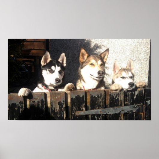 Husky Print. Peeking !! Poster (Vorne)