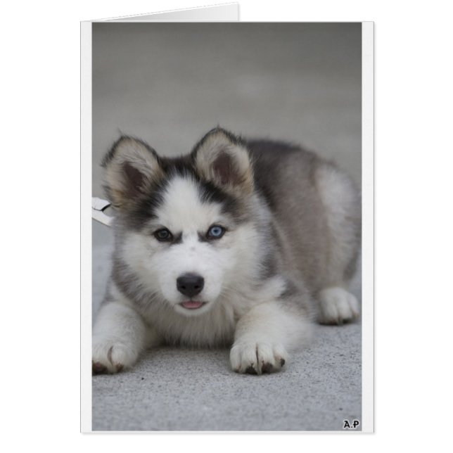 Husky Puppy (Vorne)