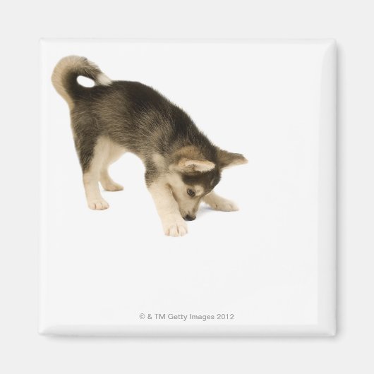 Husky Puppy 2 Magnet (Vorne)