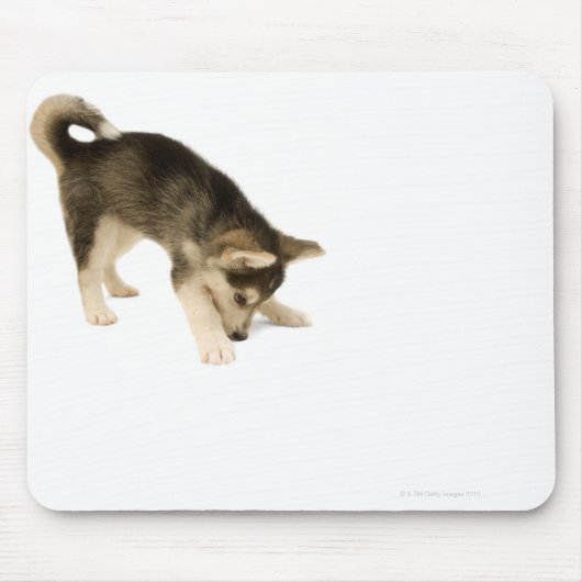 Husky Puppy 2 Mousepad (Vorne)