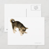 Husky Puppy 2 Postkarte (Vorne/Hinten)