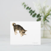 Husky Puppy 2 Postkarte (Stehend Vorderseite)