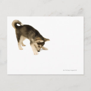 Husky Puppy 2 Postkarte