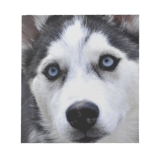 Husky Puppy Notepad Notizblock (Vorderseite)