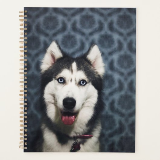 Husky Puppy Posing mit dunklem Background Planer (Vorderseite)