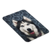 Husky Puppy Posing with a Dark Bakground Magnet (Rechte Seite)