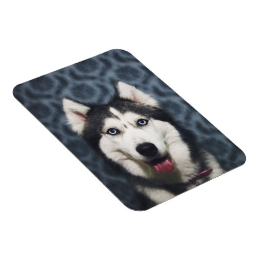 Husky Puppy Posing with a Dark Bakground Magnet (Rechte Seite)