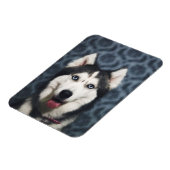 Husky Puppy Posing with a Dark Bakground Magnet (Linke Seite)