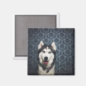 Husky Puppy Posing with a Dark Bakground Magnet (Vorderseite/Rückseite)