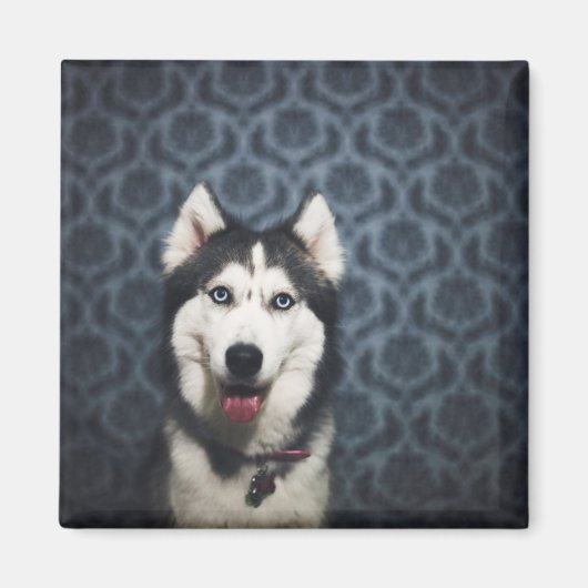 Husky Puppy Posing with a Dark Bakground Magnet (Vorne)