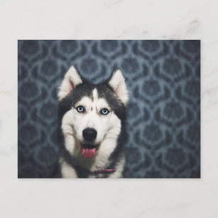 Husky Puppy Posing with a Dark Bakground Postkarte