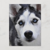 Husky Puppy Postcard Postkarte (Vorderseite)