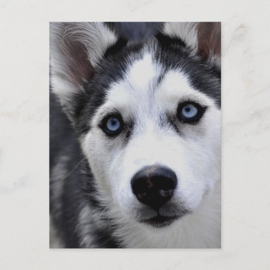 Husky Puppy Postcard Postkarte (Vorderseite)