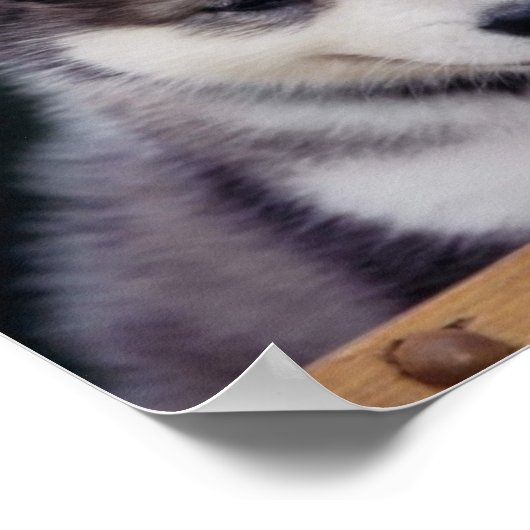 Husky Puppy Poster (Ecke)
