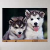 Husky Puppy Poster (Vorne)
